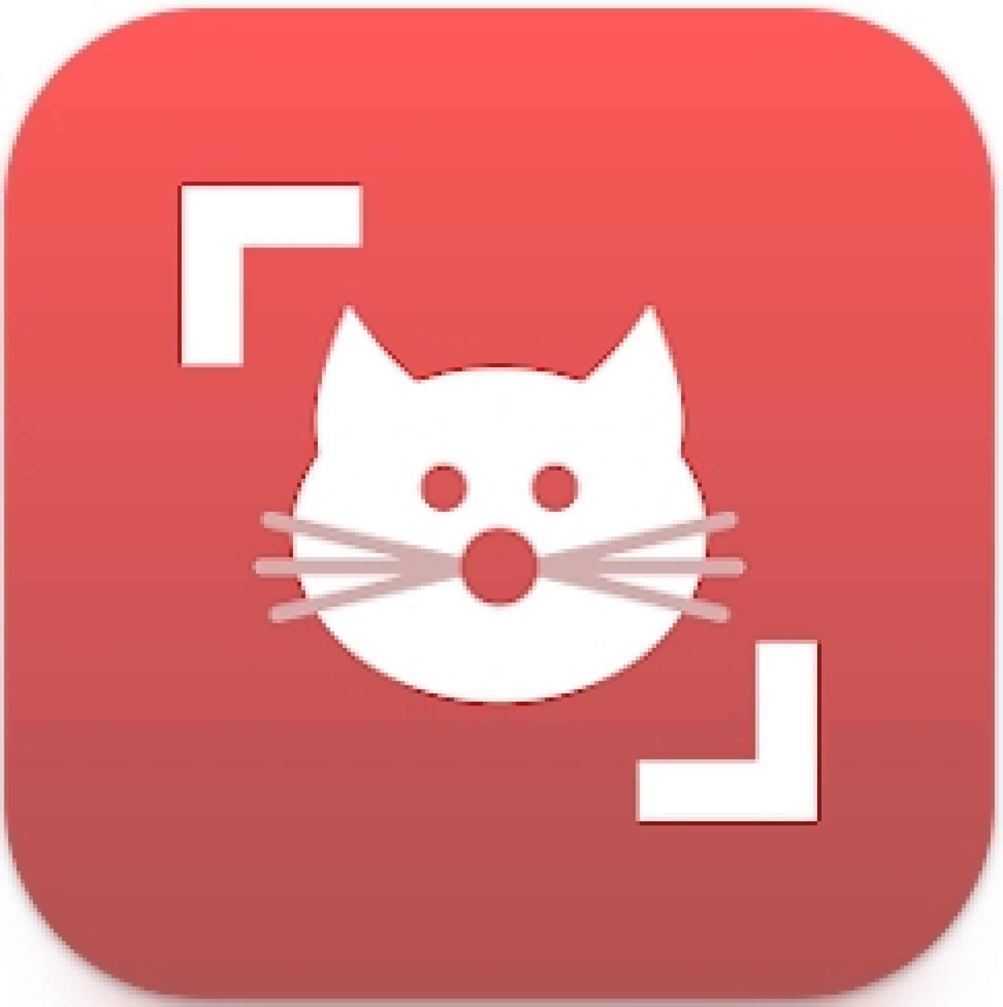 Значки приложений с котами. Кот из приложения. Приложение Кэт. Милые котики приложения.