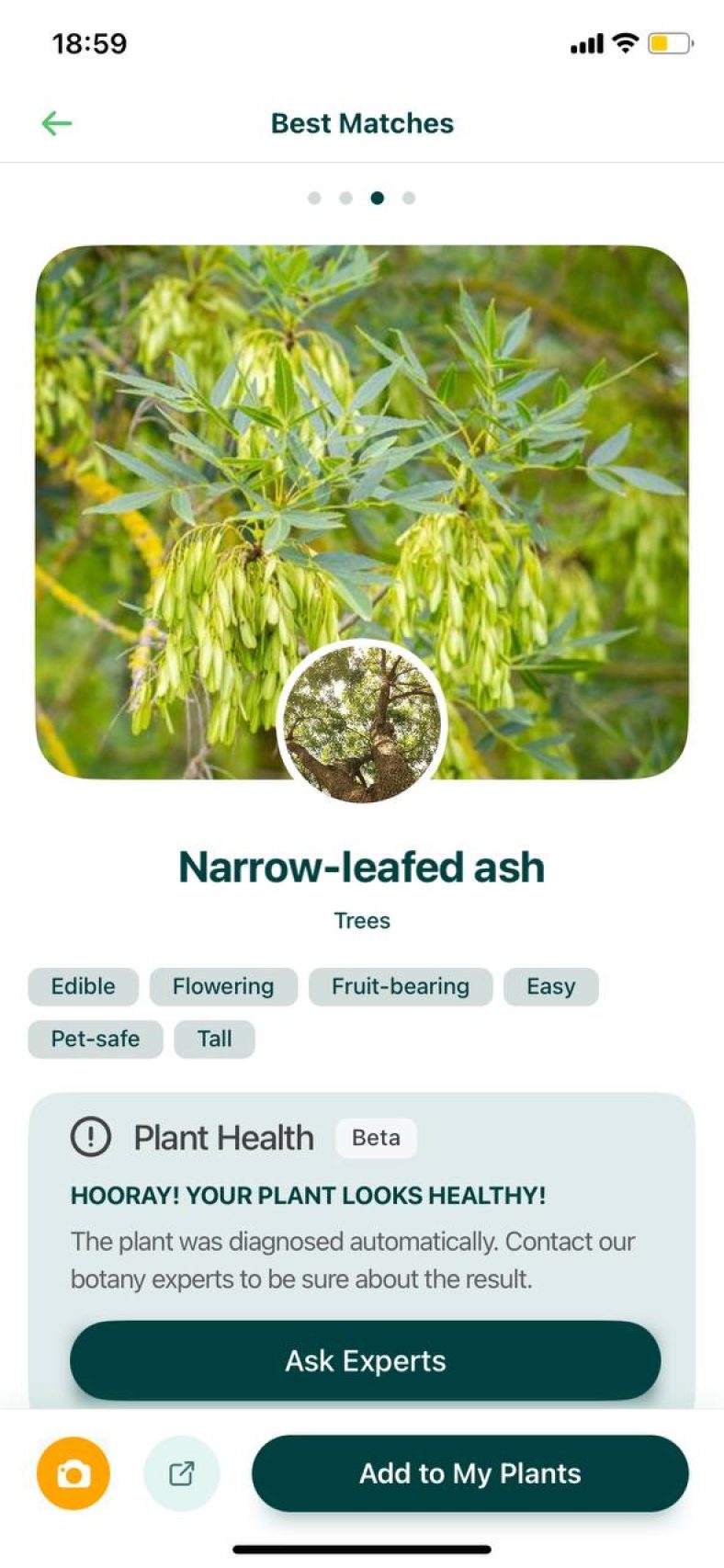 8 Free Tree Identification Apps For Android & Ios 