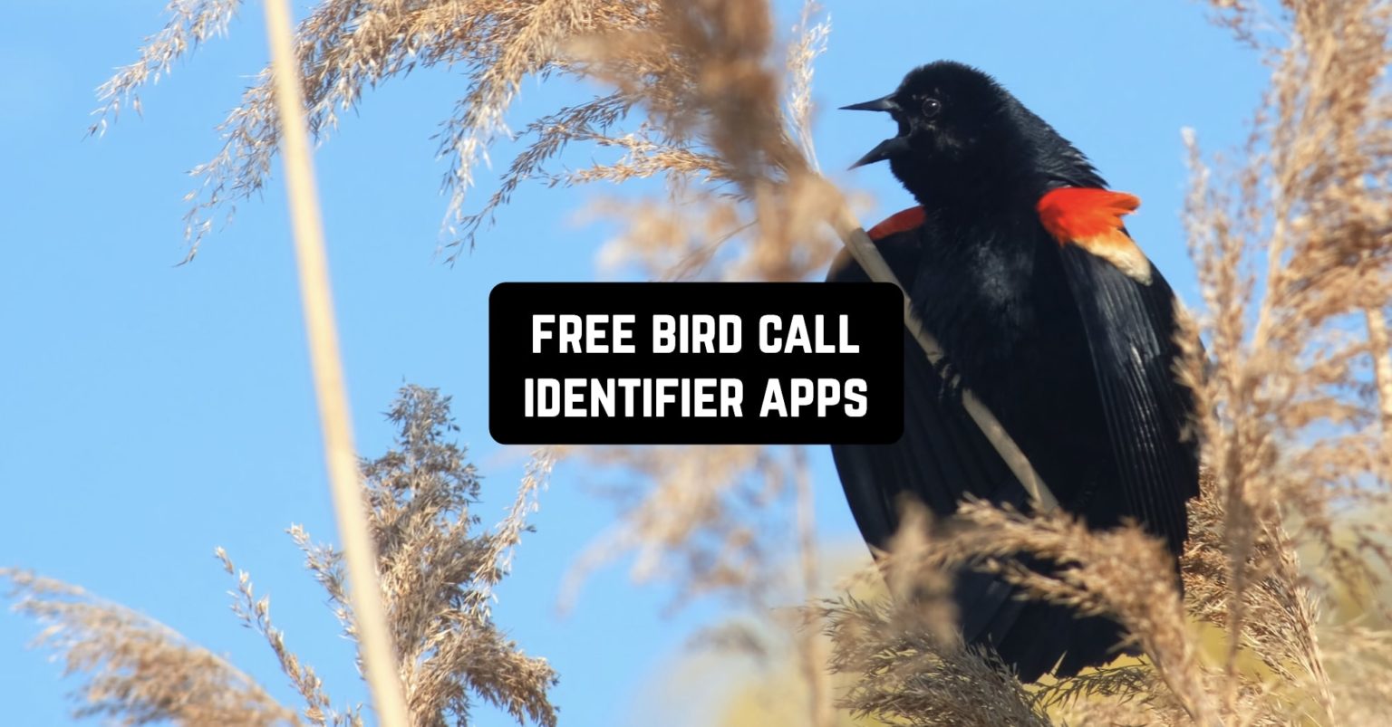 11 Free Bird Call Identifier Apps for Android & iOS | Freeappsforme