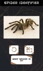 7 Best Spider Identification Apps for Android & iOS | Freeappsforme ...