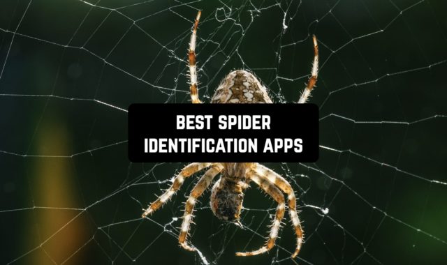 7 Best Spider Identification Apps for Android & iOS