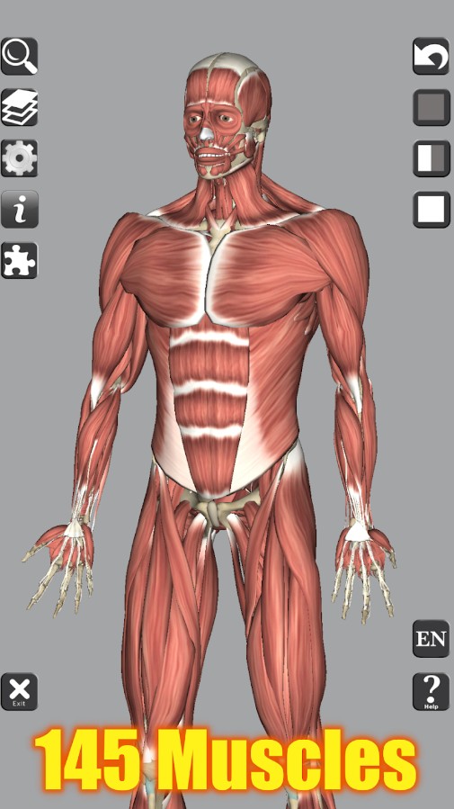 3D Bones and Organs (Anatomy)
1
