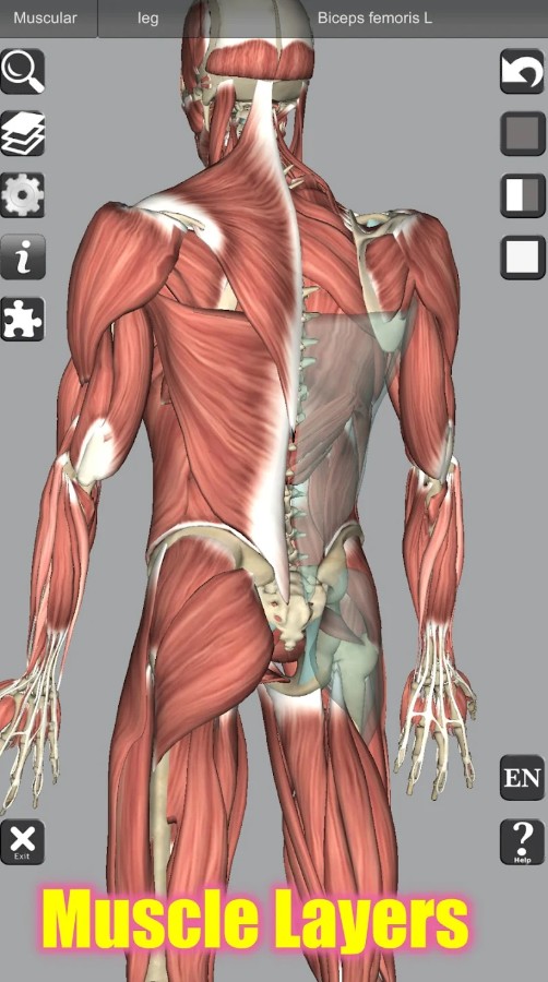 3D Bones and Organs (Anatomy)
2