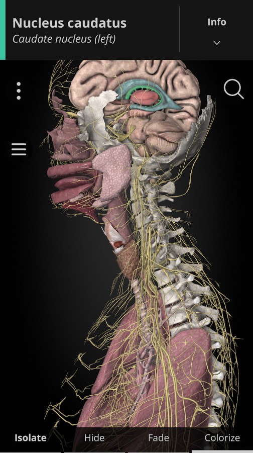 Anatomyka - 3D Anatomy Atlas
1