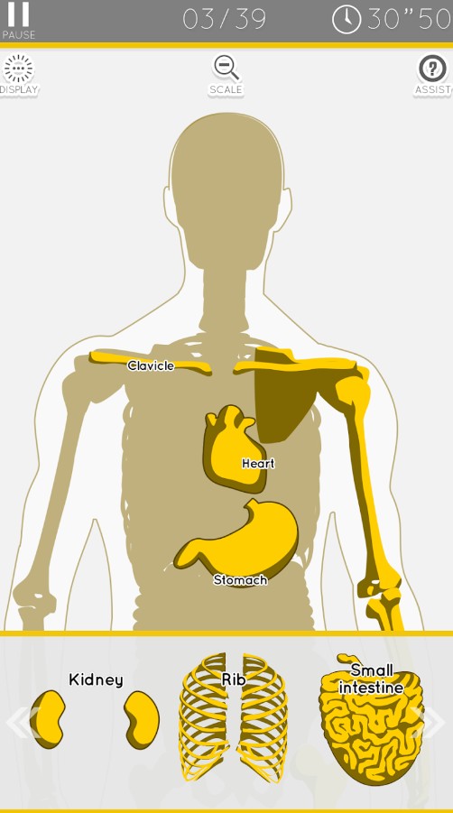 E. Learning Anatomy puzzle
2