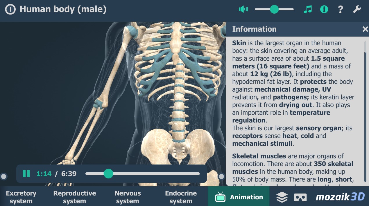 Human body (male) 3D scene
1