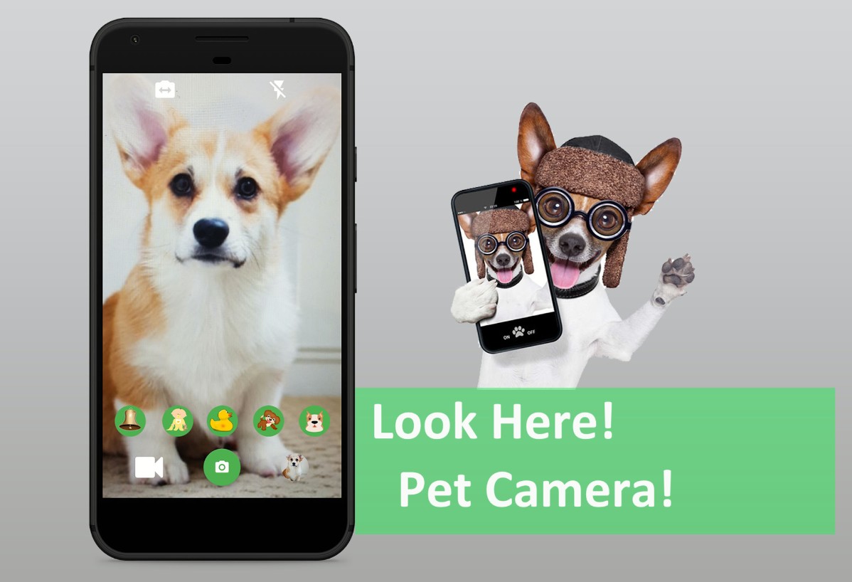 Look Here - Pet Camera
1