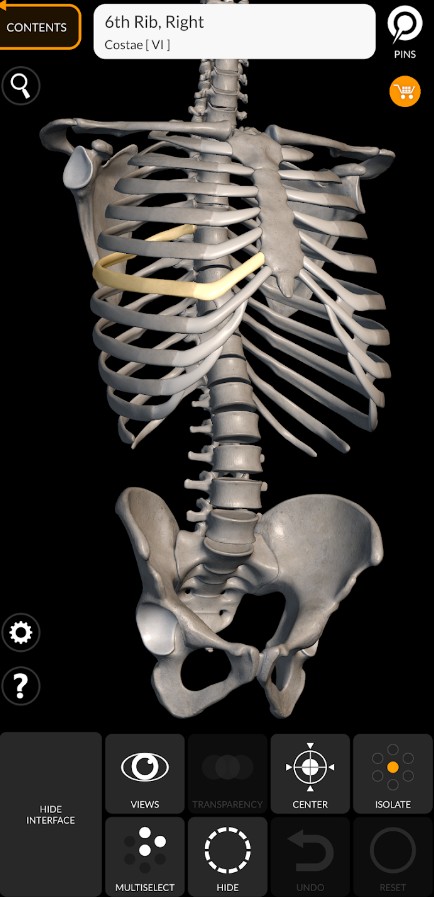 Skeleton | 3D Anatomy
1