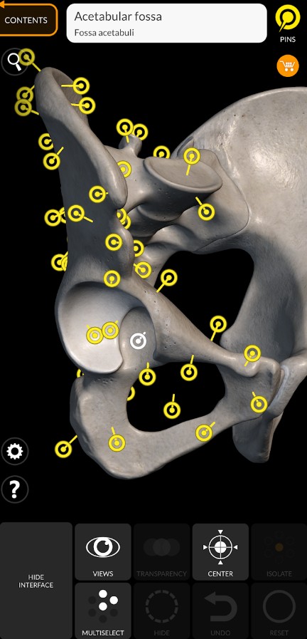 Skeleton | 3D Anatomy
2