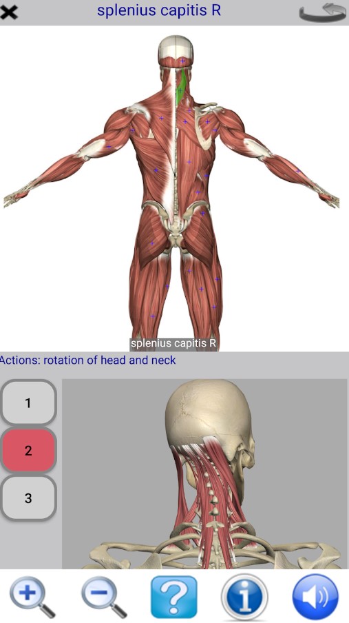 Visual Anatomy Lite
2