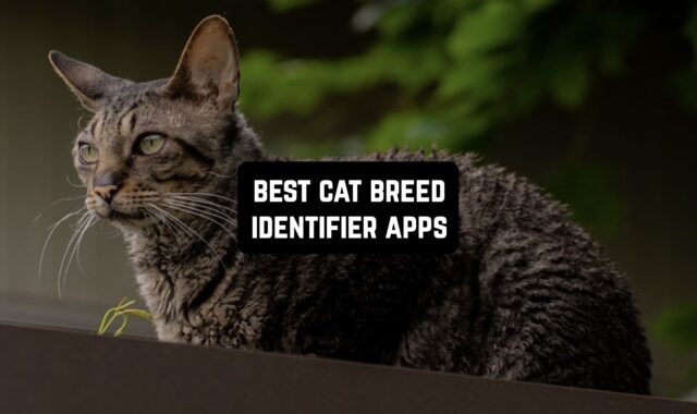 8 Best Cat Breed Identifier Apps for Android & iOS
