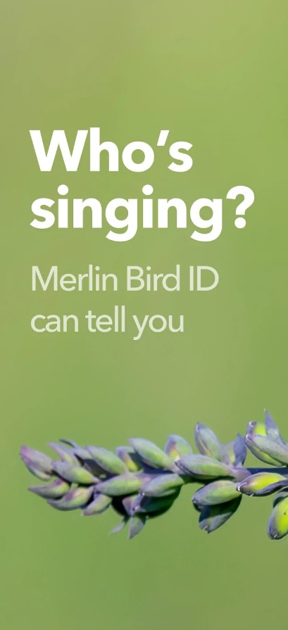Merlin Bird ID by Cornell Lab
1