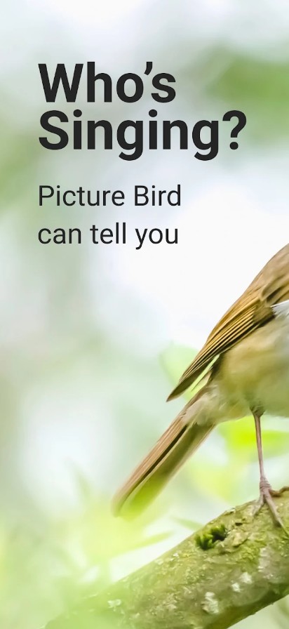 Picture Bird - Bird Identifier
1