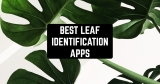 7 Best Leaf Identification Apps in 2022 for Android & iOS